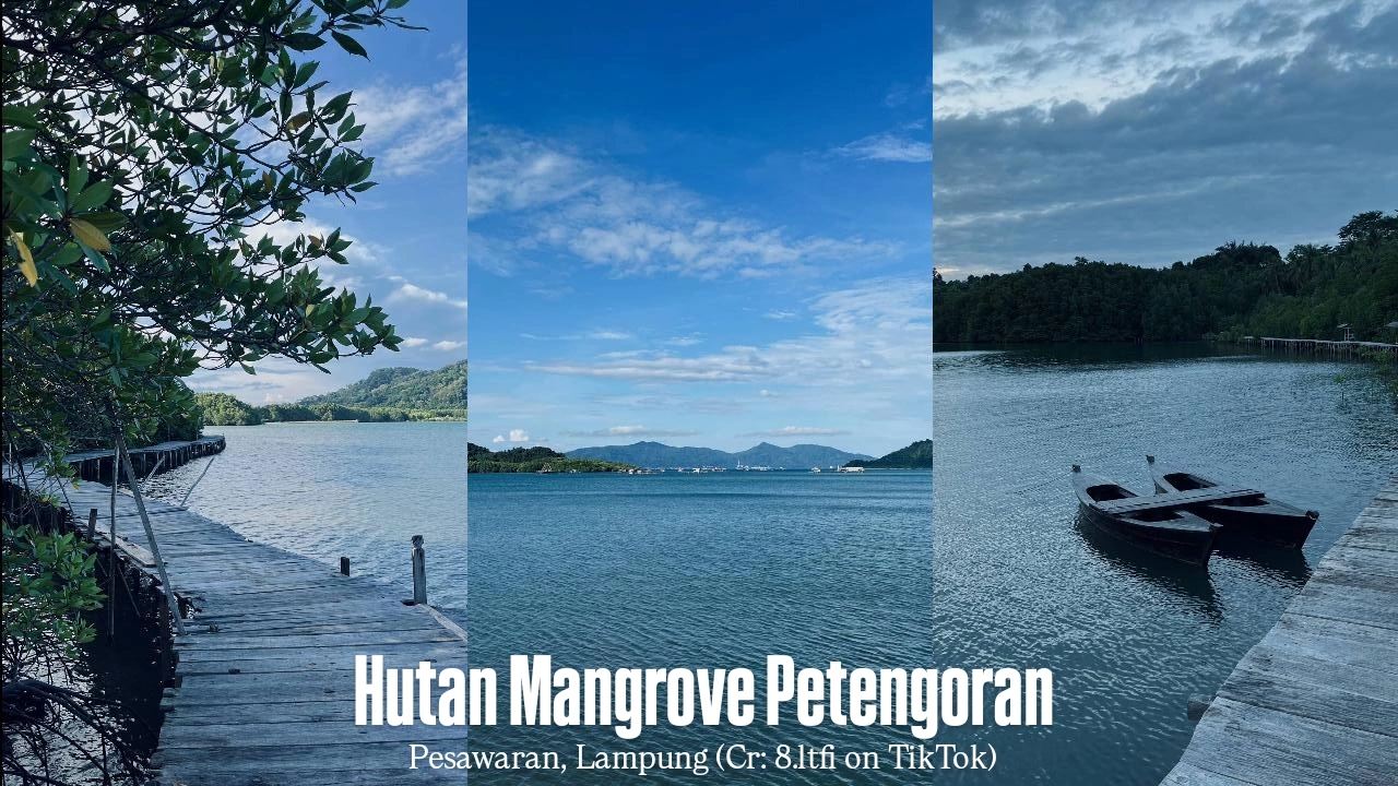Hutan Mangrove Petengoran: Spot Asri Buat Healing di Kabupaten Pesawaran