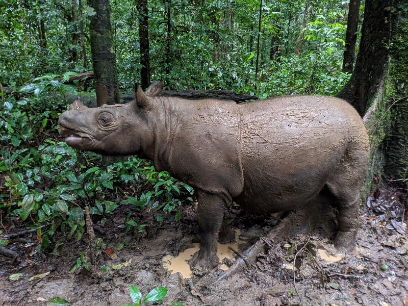 Tersisa Dua Ekor, Badak Kalimantan Hadapi Ancaman Kepunahan