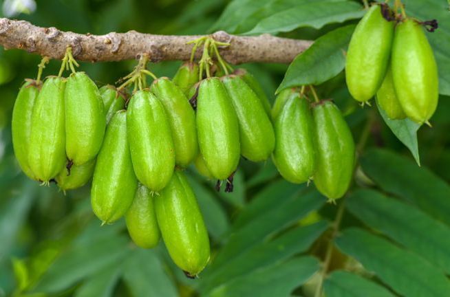 Belimbing Wuluh, Si Kecil Asam dengan Manfaat Besar untuk Tubuh dan Kulit