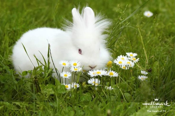 Punya Peliharaan Kelinci di Rumah,  Ini Tips agar Sehat dan Gak Gampang Sakit