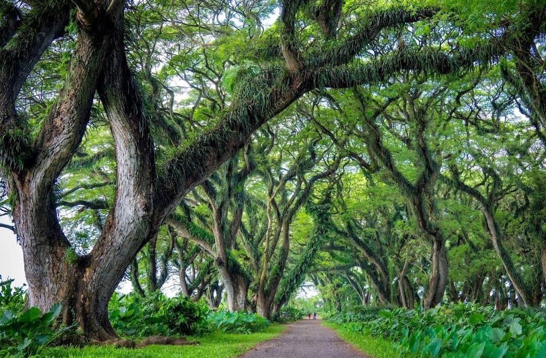 De Djawatan: Hutan ‘Lord of the Rings’ di Banyuwangi yang Bikin Takjub