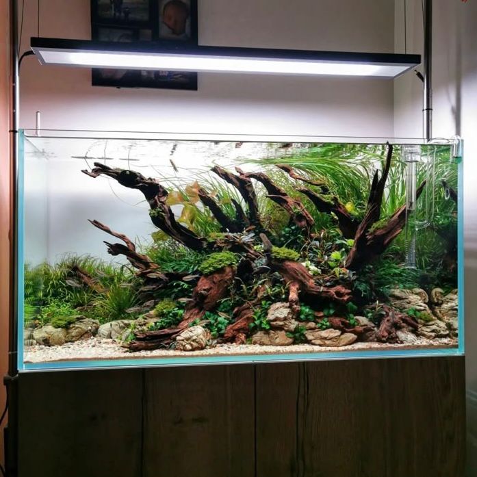 Aquascape, Hobi Menenangkan yang Kian Diminati: Dari Relaksasi Mata hingga Peluang Cuan