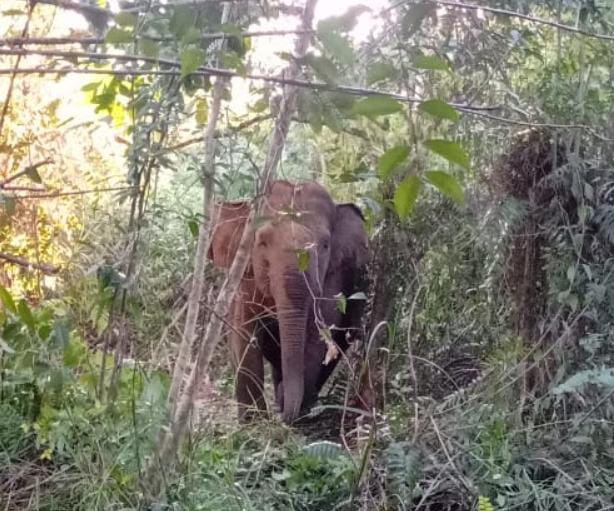 Difitnah Terima Uang, Satgas Tersinggung Pilih Mogok Kerja Tak Mau Halau Gajah di Suoh Lampung