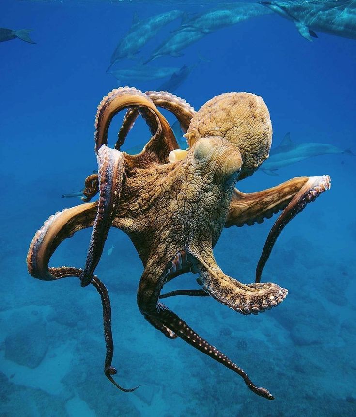 Fakta Unik Laut Dalam, Gurita Ternyata Hidup Dengan Tiga Jantung