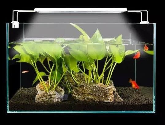 5 Rekomendasi Merek Lampu Aquascape dari Pemula hingga Profesional