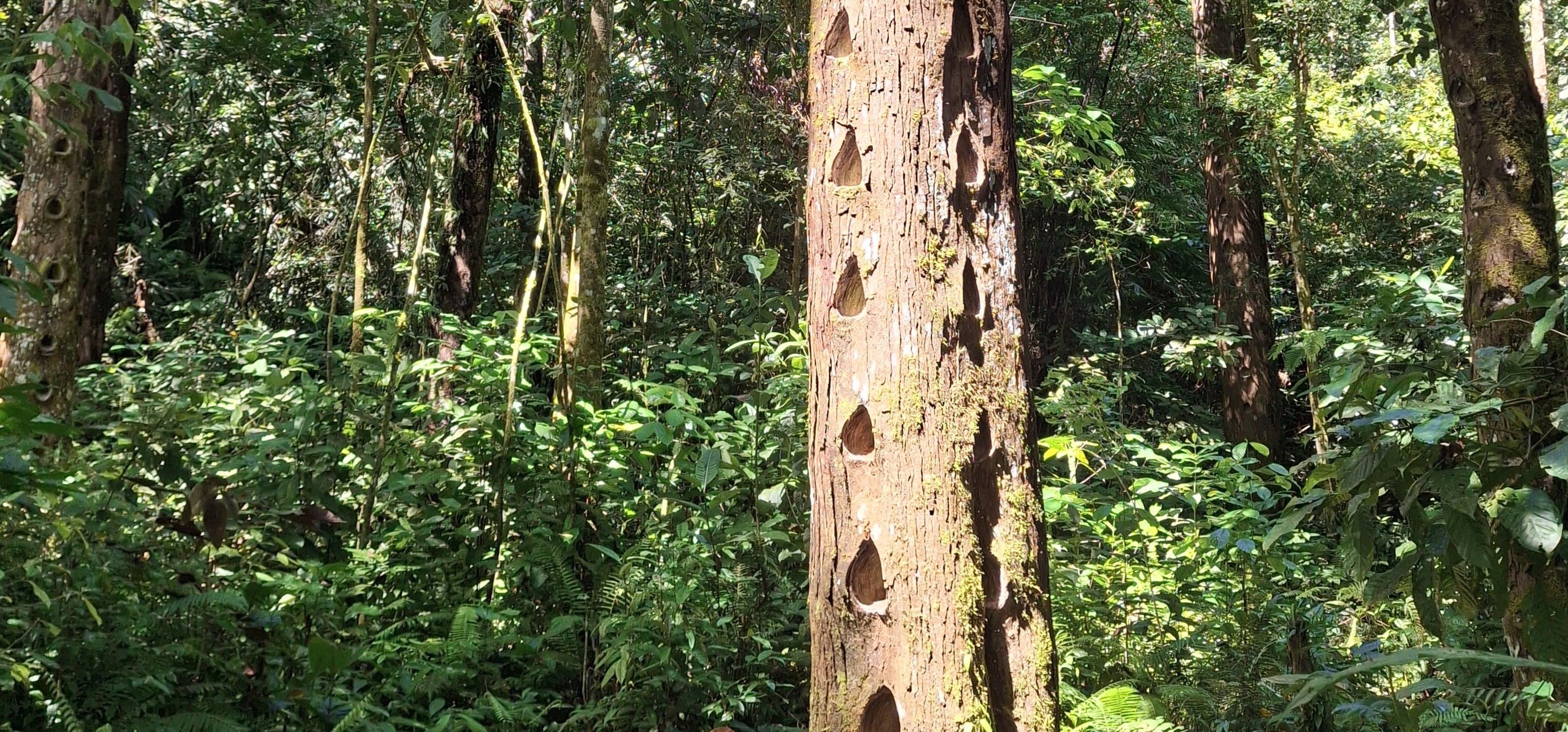 Harga Damar Mata Kucing Pesisir Barat Kian Merosot, Ini Dampak yang Dirasakan Petani Krui 