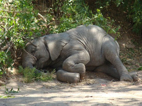 Negatif Virus EEHV, BKSDA Temukan Zat Tak Wajar di Bangkai Anak Gajah Jambi