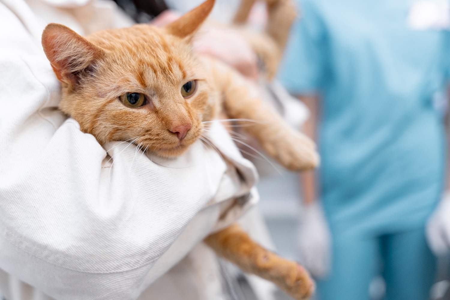 Tak Hanya Rabies, Ini Penyakit dari Kucing yang Bisa Menular ke Manusia