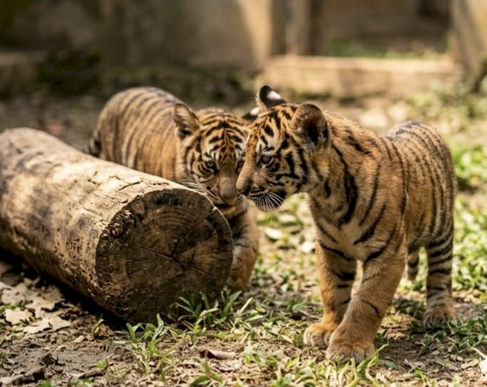 Dua Anak Harimau Sumatera Lahir di Lembah Hijau Lampung, Bukti Sukses Konservasi Satwa Langka