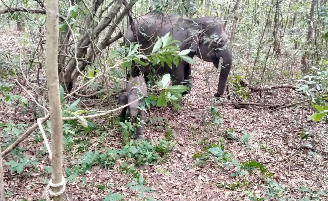 Pilu di Way Kambas ! Anak Gajah Nyaris Kehilangan Kaki Akibat Jerat Pemburu