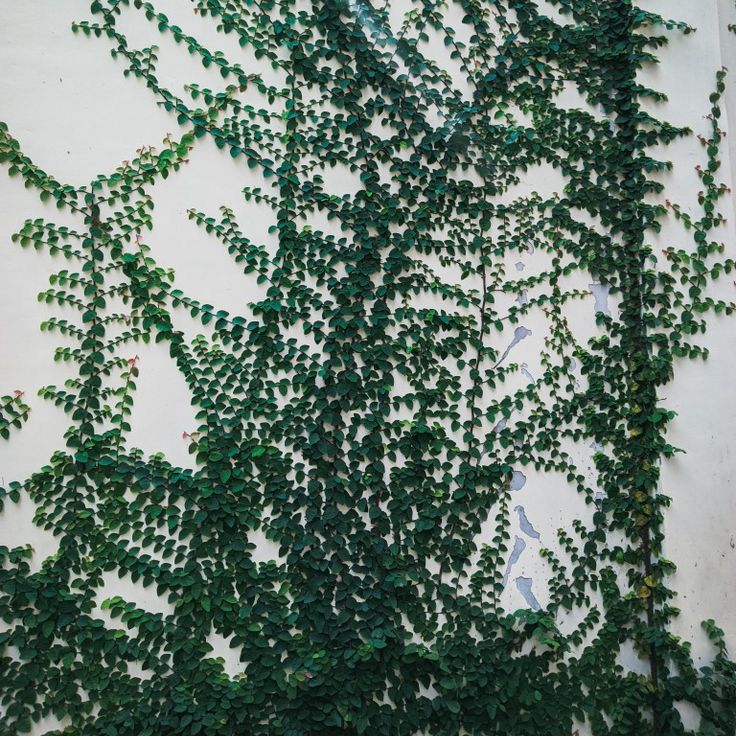 5 Rekomendasi Tanaman Merambat untuk Hiasan Rumah