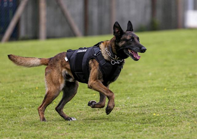 Reno, Satwa K-9 Polda Riau yang Gugur Saat Bantu Evakuasi Korban Longsor di Agam