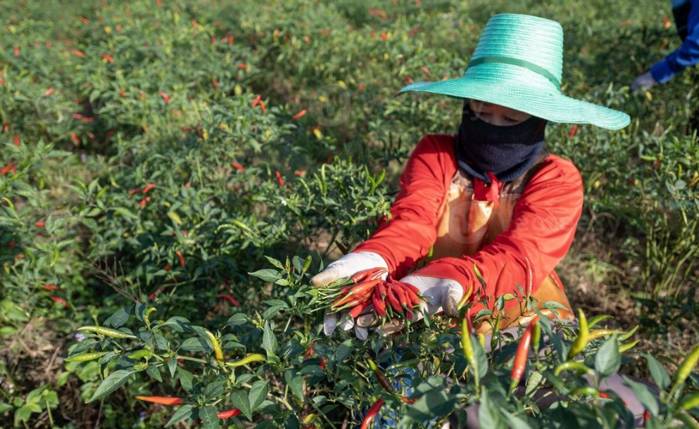 Harga Cabai Tembus Rp150 Ribu per Kg, Kemendag Kirim 7 Ton Pasokan ke Halmahera