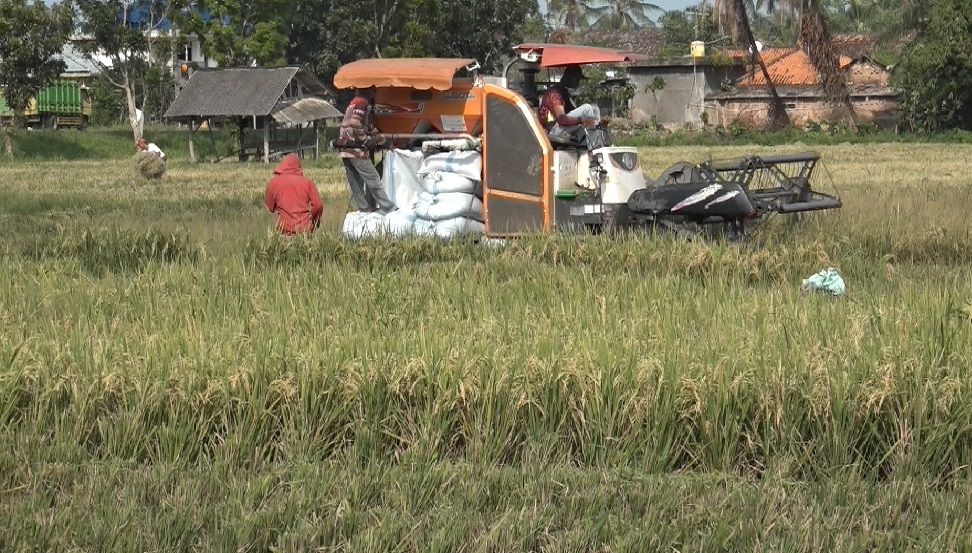 100 Hektare Sawah di Mesuji Alami Puso, Pemprov Lampung Siapkan Benih Cadangan