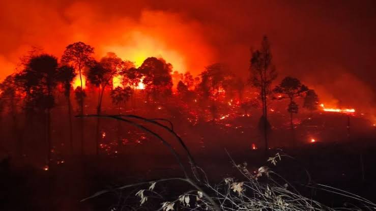 DPR Minta Aparat Usut Dugaan Suap Izin Konsesi Lahan Terkait Karhutla