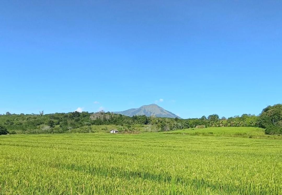 Bukan Cuma Enak! Kuliner Disini Juga Punya View Sawah yang Bikin Adem