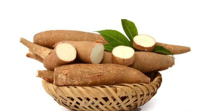 Manfaat Makan Singkong Mentah untuk Kesehatan Tubuh, Ini Fakta dan Penjelasannya!!