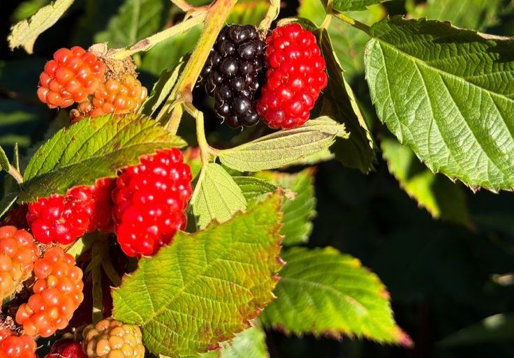 Murbei, Buah Kecil yang Kaya Khasiat 