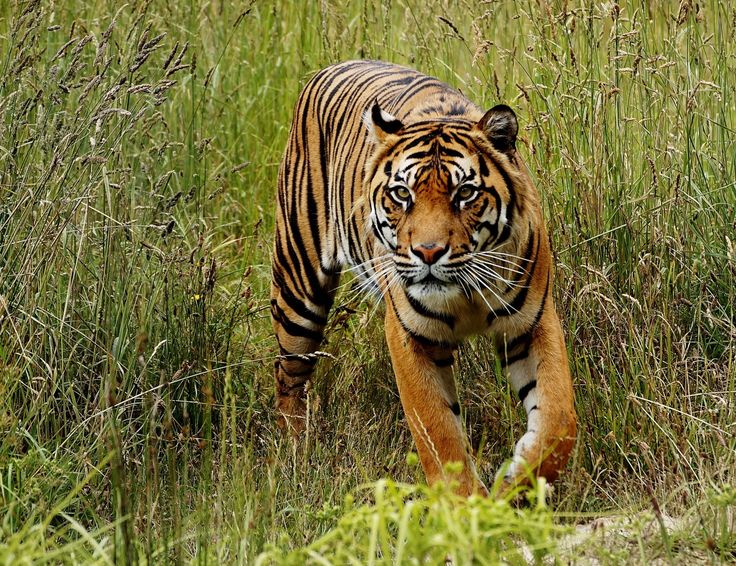 Viral! Seekor Harimau Terekam di Jalan Suoh Lampung Barat, Bikin Warga Panik 