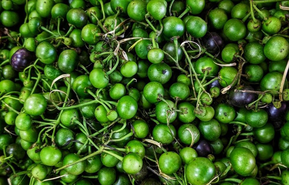 Rahasia Sehat dari Leunca, Si Bulat Hijau Kaya Antioksidan