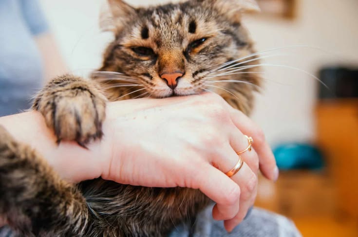 Waspada Infeksi dan Rabies, Begini Cara Menangani Gigitan Kucing!
