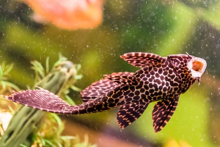 Bukan Lagi Pembersih, Tapi Perusak: Mengapa Ikan Sapu-sapu Wajib Dimusnahkan