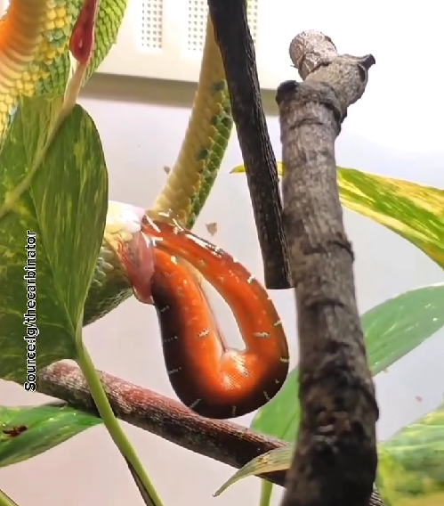 Ular Emerald Tree Boa Menjadi Sorotan karena Cara Berkembang Biaknya yang Tidak Biasa  