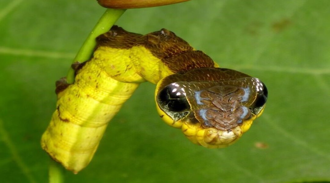 Ulat atau Ular: Mengenal Snake Mimic Caterpillar Sikecil yang Menakjubkan