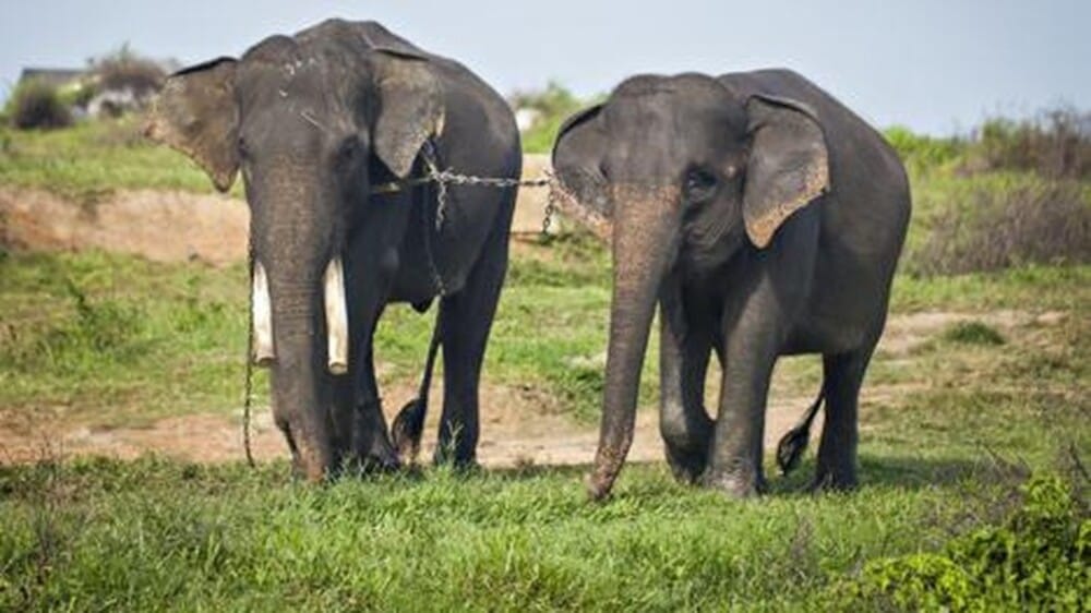 Menelusuri Alasan Lampung Identik dengan Gajah dan Upaya Konservasinya