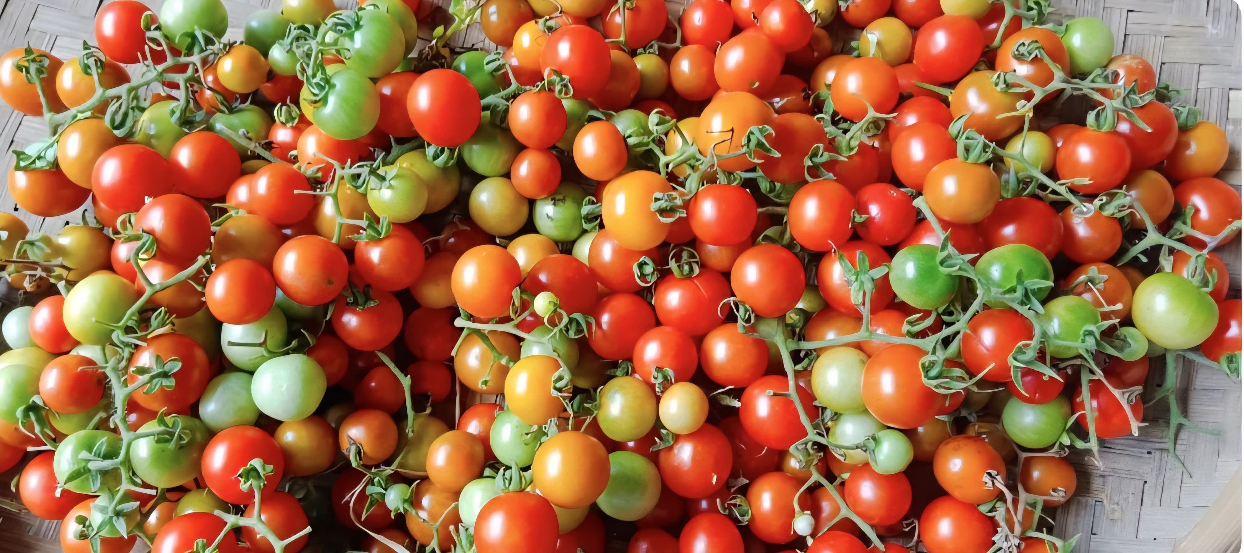 Tomat Rampai: Rahasia Lezat Seruit Khas Lampung