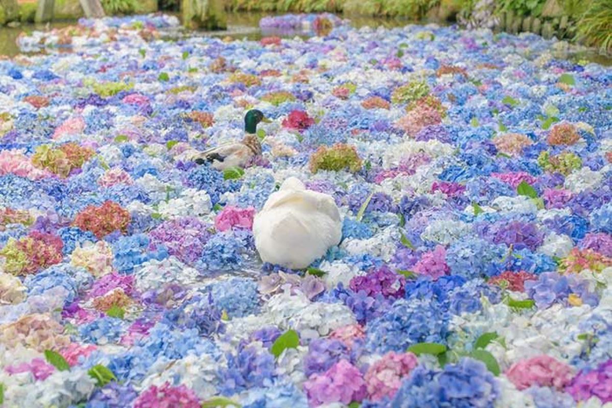 Pesona Submerged Fairyland! Underwater Hydrangeas di Taizhou China Muncul Bak Dunia Peri Bawah Laut