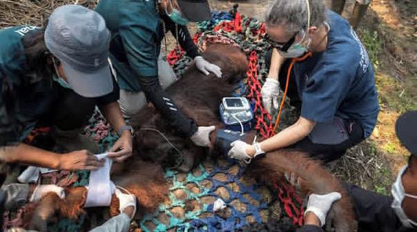 Nasib Getir Satwa Langka Kalimantan di Tengah Kepungan Karhutla: Orangutan Kelaparan hingga Mati Mengenaskan