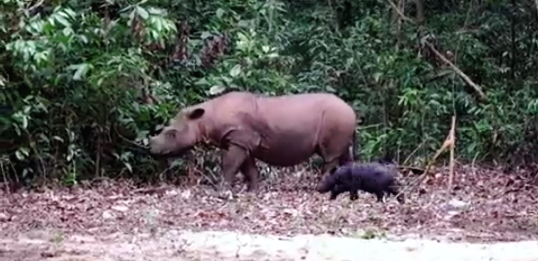 Petugas Kaget, Bayi Badak Lahir di Luar Perkiraan saat Ditemukan Sudah Menyusu di Hutan