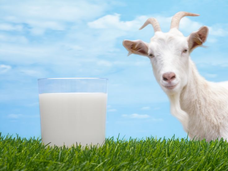 Susu Kambing, Sumber Gizi Alami yang Kaya Manfaat untuk Kesehatan Tubuh