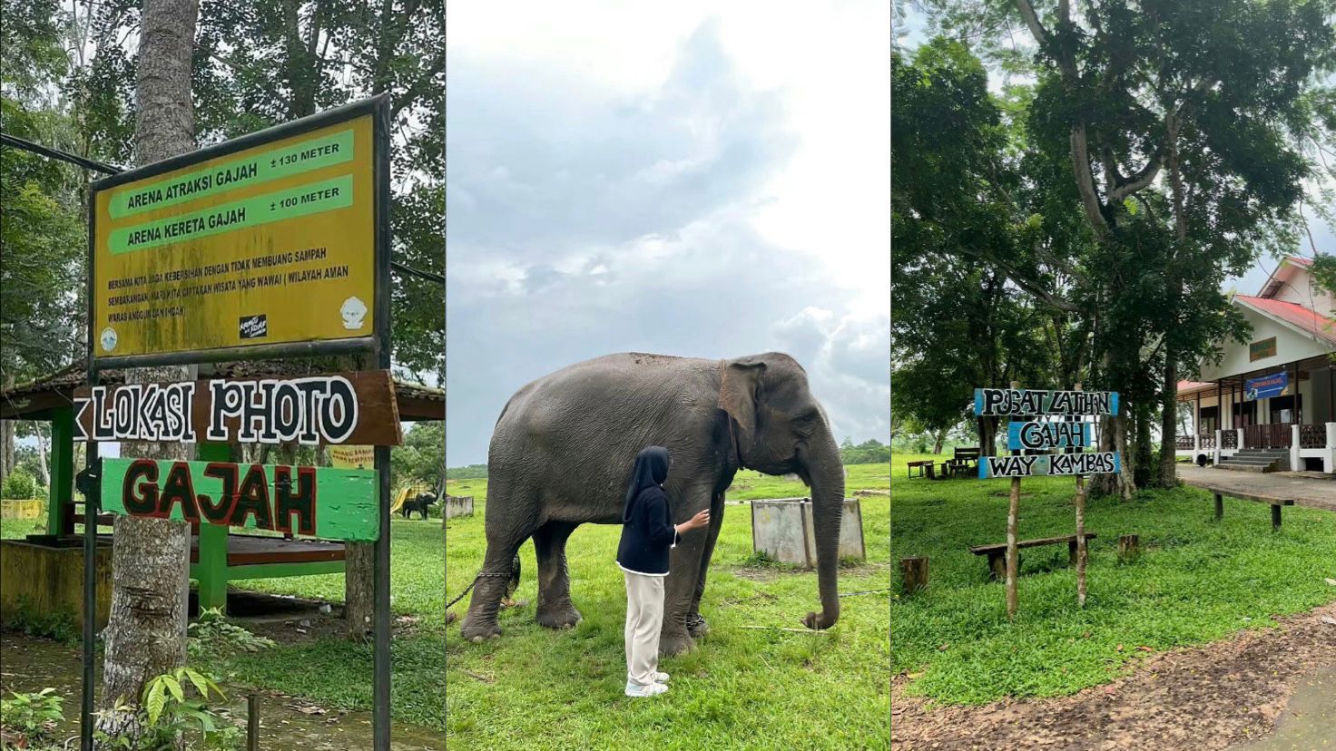 Mengenal Lebih Dekat Taman Nasional Way Kambas: Pusat Konservasi Gajah Sumatera dan Keajaiban Alam Lampung