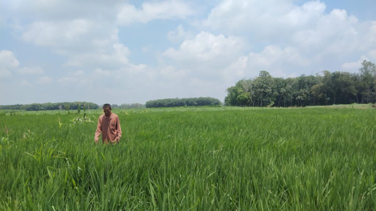 Harga Hortikultura Naik, Nilai Tukar Petani Lampung Tumbuh 3,29 Persen pada Mei 2026