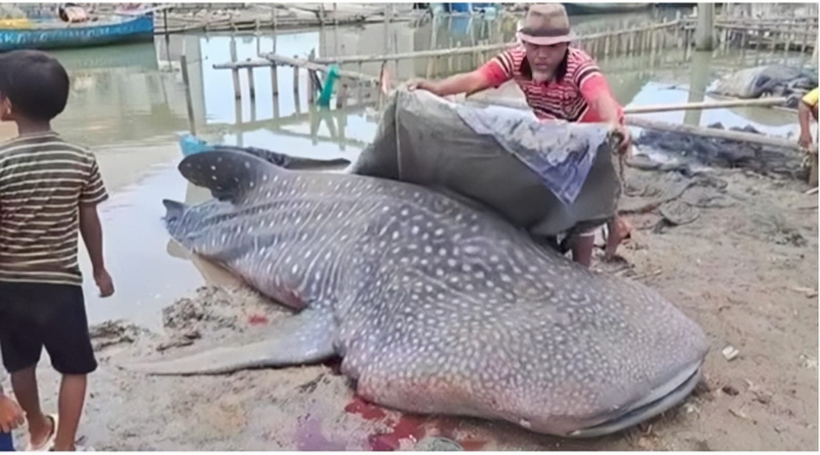 Hiu Paus Sepanjang 5,2 Meter Ditemukan Mati di Pesisir Bekasi, Diduga Terjebak Jaring Nelayan