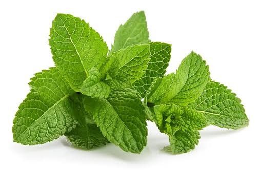 Daun Mint, Tanaman Kecil dengan Manfaat Besar bagi Kesehatan