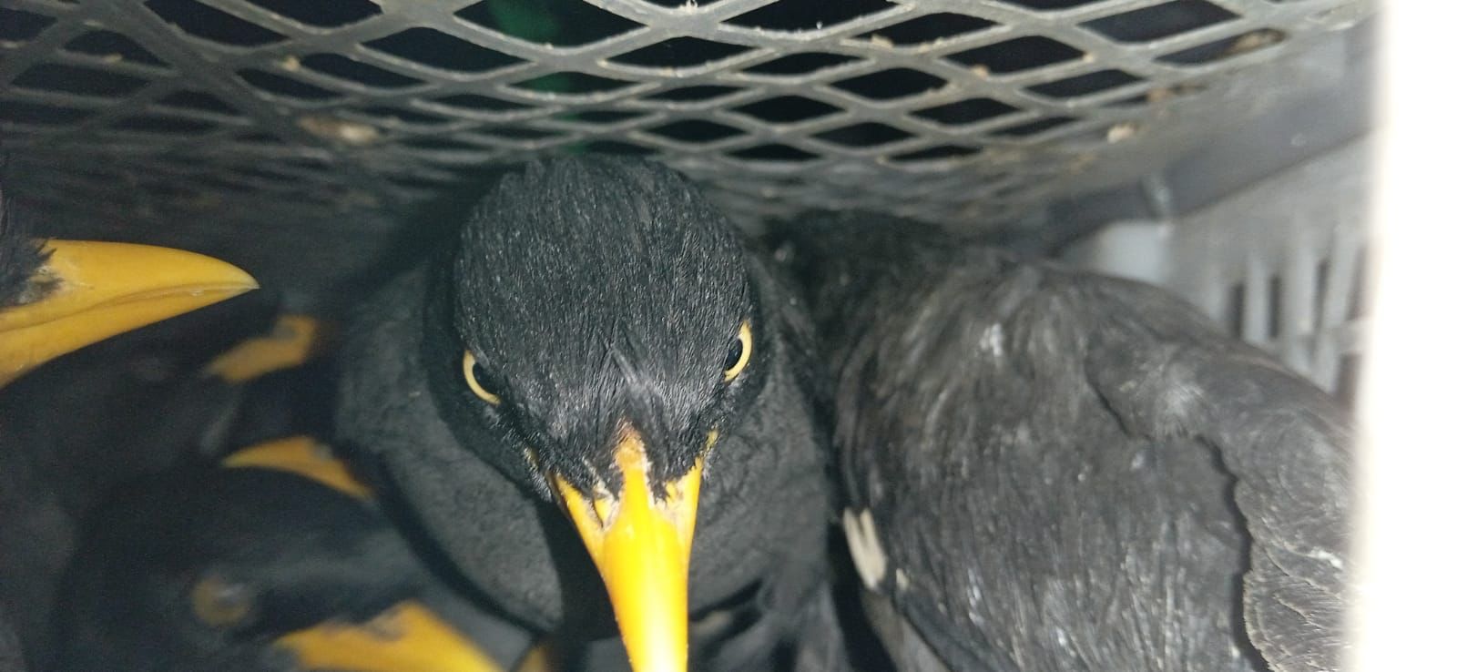 Tak Punya Efek Jera, Pelaku Penyelundupan Ribuan Ekor Burung Kian Marak 