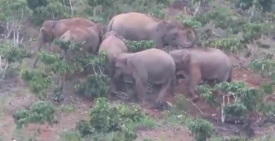 Tim Gabungan akan Kembali Pasang GPS pada Kawanan Gajah di Suoh Lampung Barat