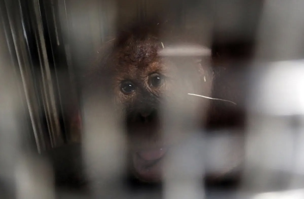 Usai Jadi Korban Perdagangan Ilegal ke India, Orangutan Sumatera 'Heera' Berhasil Dipulangkan ke Indonesia