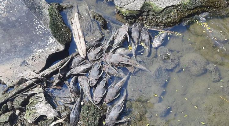 700 Kg Bangkai Ikan Sapu-Sapu Diangkat dari Kali Bekasi, Bau Busuk Ganggu Warga