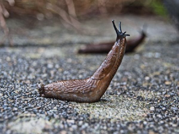Cara Menghindari Pacet Saat Berada di Hutan
