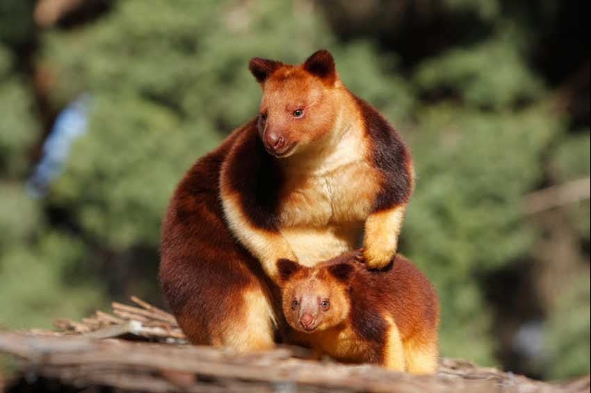 90 Tahun Dinyatakan Punah, Kanguru Pohon Wondiwoi Ditemukan di Indonesia
