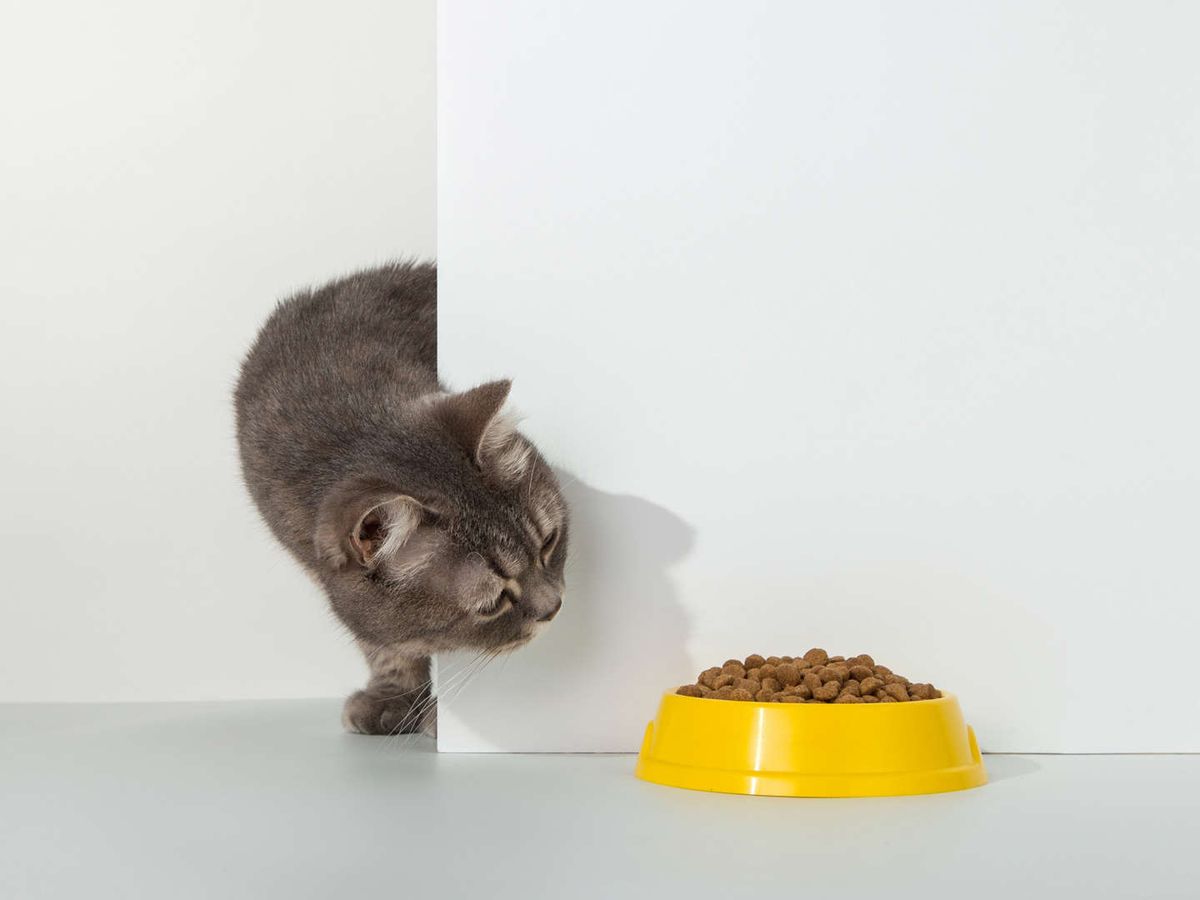 Makanan Manusia yang Ternyata Berbahaya untuk Kucing