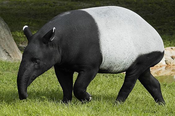 Populasi Kritis di Ambang Punah, Mengapa Kasus Tapir Disembelih Begitu Mengkhawatirkan?