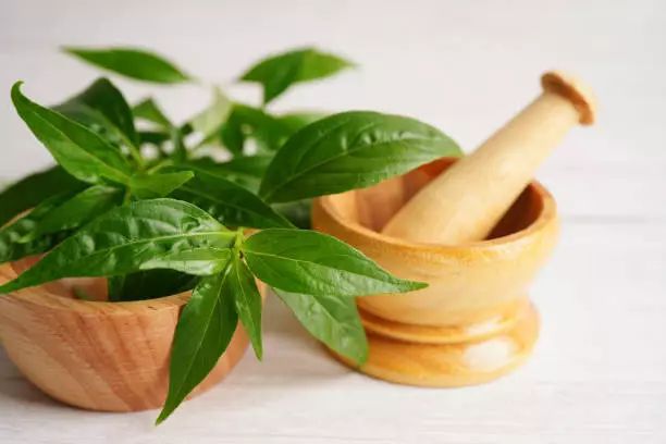 Sambiloto, Herbal Pahit dengan Segudang Manfaat Kesehatan