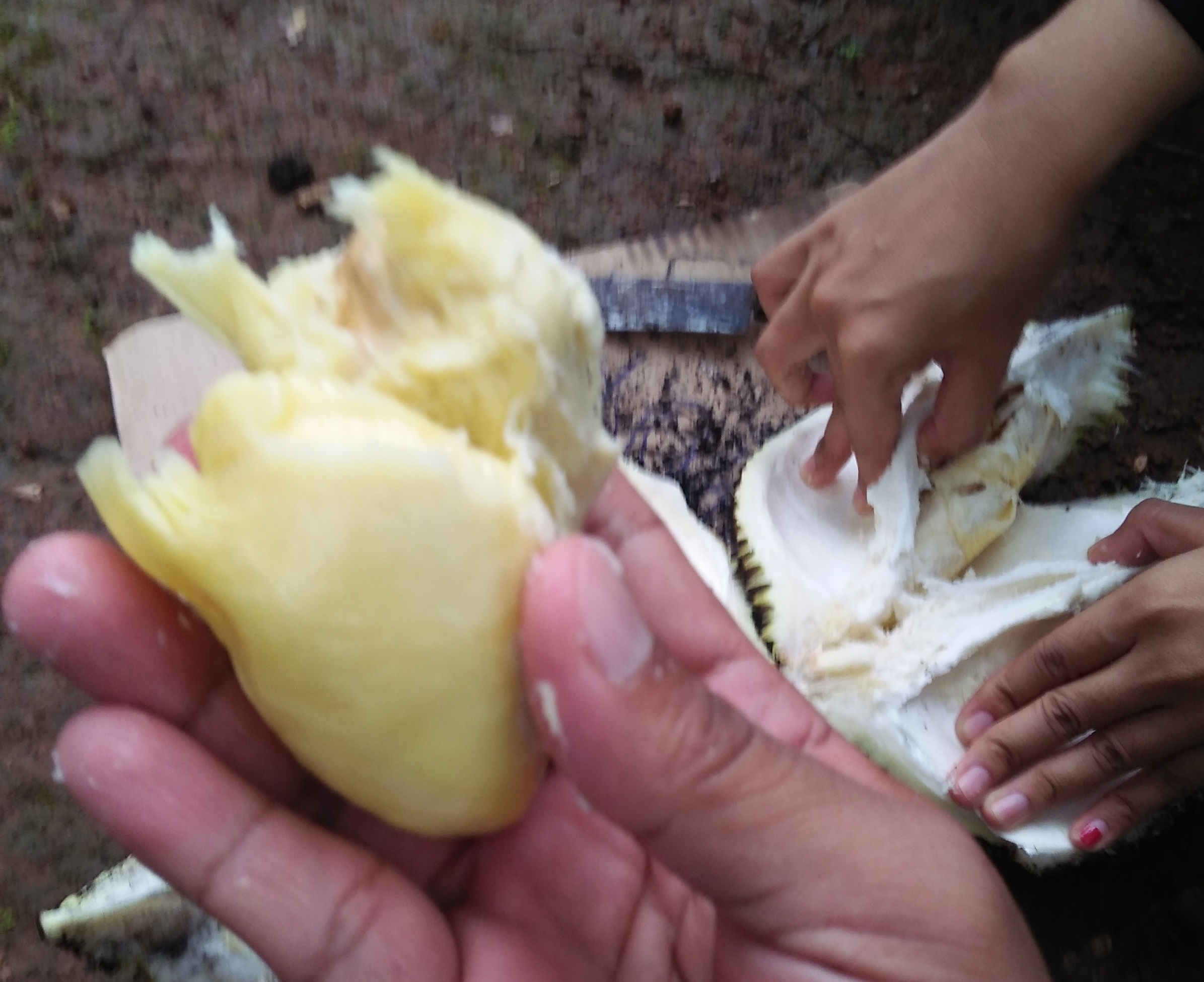 Musim Durian Tiba, Begini Cara Menyimpan Durian yang Sudah Dibuka