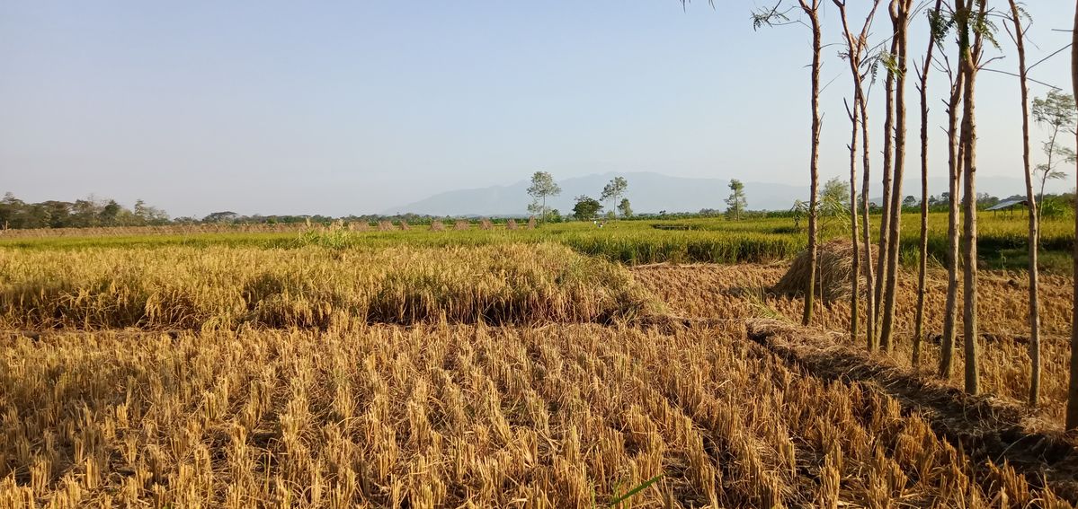 Kemarau 2026 di Depan Mata, Ini Prediksinya!