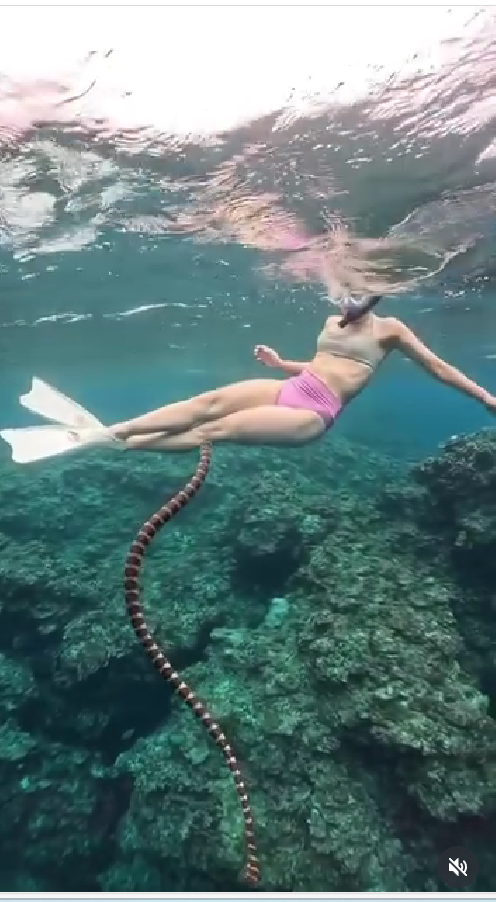 Suka Snorkeling atau Diving, Kenali Ancaman Hewan Laut Ini yang Bisa Mematikan